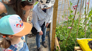 Photo of  the Let's See How it Grows project showing children and an adult looking at seedlings growing